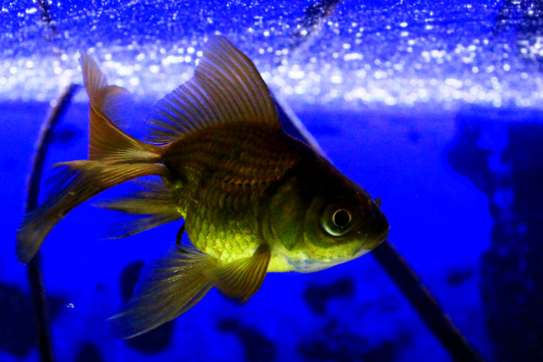 黒琉金)/金魚のご相談はラグーンカンパニーへ 黒琉金)/金魚のご相談はラグーンカンパニーへ