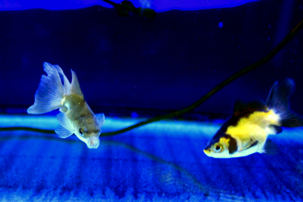 ブロードテール/金魚のご相談はラグーンカンパニーへ ブロードテール/金魚のご相談はラグーンカンパニーへ