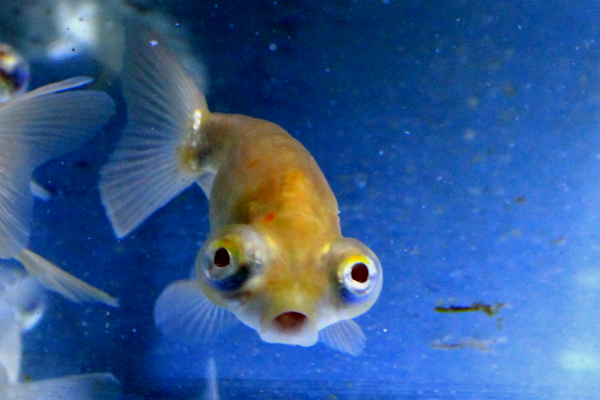 頂天眼)/金魚のご相談はラグーンカンパニーへ 頂天眼)/金魚のご相談はラグーンカンパニーへ