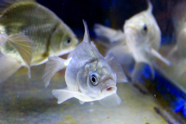 土佐錦)/金魚のご相談はラグーンカンパニーへ 土佐錦)/金魚のご相談はラグーンカンパニーへ