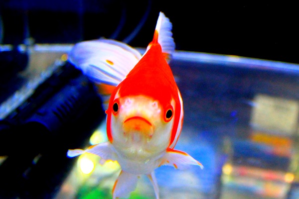 琉金りゅうきん/金魚のご相談はラグーンカンパニーへ 琉金りゅうきん/金魚のご相談はラグーンカンパニーへ
