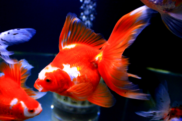 更紗琉金/金魚のご相談はラグーンカンパニーへ 更紗琉金/金魚のご相談はラグーンカンパニーへ