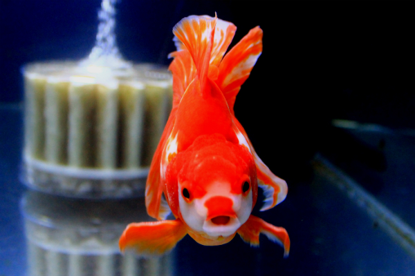 極上更紗/金魚のご相談はラグーンカンパニーへ 極上更紗/金魚のご相談はラグーンカンパニーへ