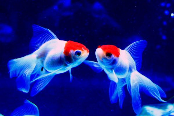 丹頂/金魚のご相談はラグーンカンパニーへ 丹頂/金魚のご相談はラグーンカンパニーへ