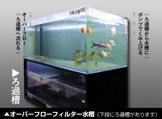 今季一番 Frp水槽 オーバーフロー 大型水槽 180センチ 1センチ アクリル水槽 魚用品 水草 News Elegantsite Gr