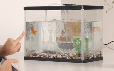 金魚の水替え