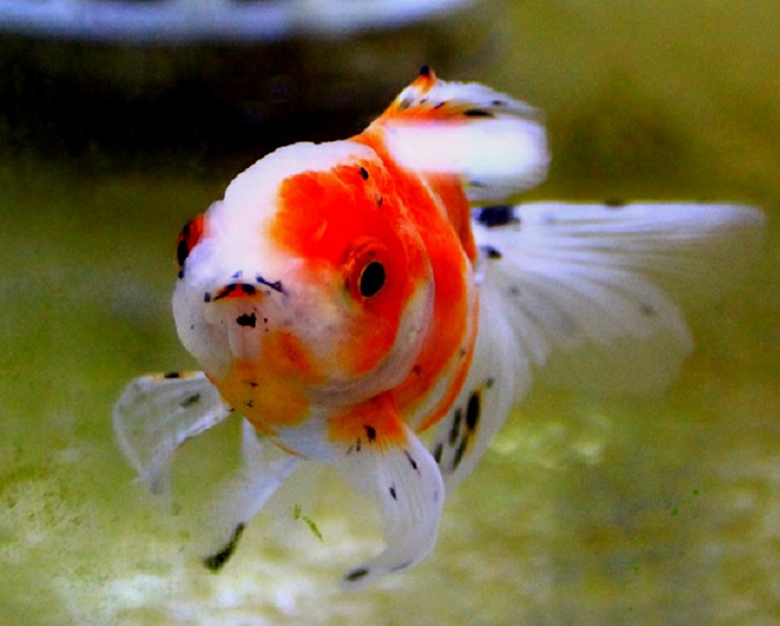 フィッシュバッグは水量が少ないので、すぐに水温が変化して金魚への負担が大きくなります。