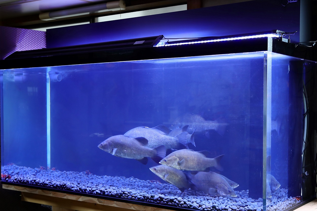 すぐったレディース福袋 1800mm 水槽 アロワナ フィルター付 オーバーフロー アクリル 180cm 魚用品 水草