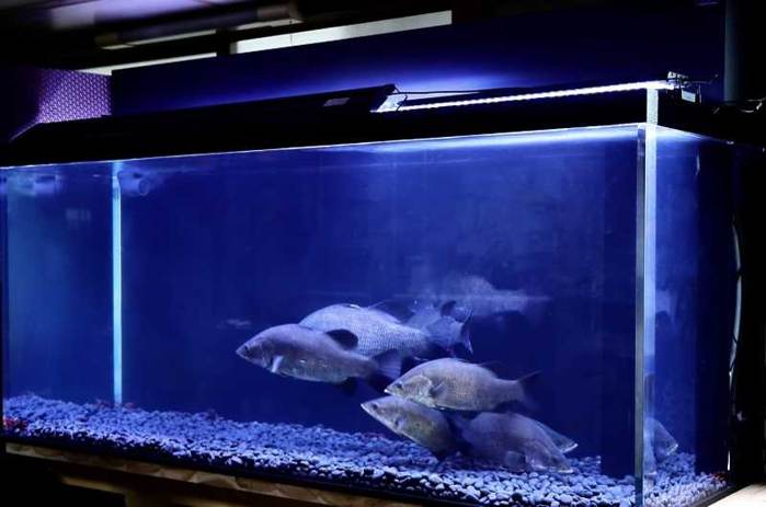 アカメ専用水槽