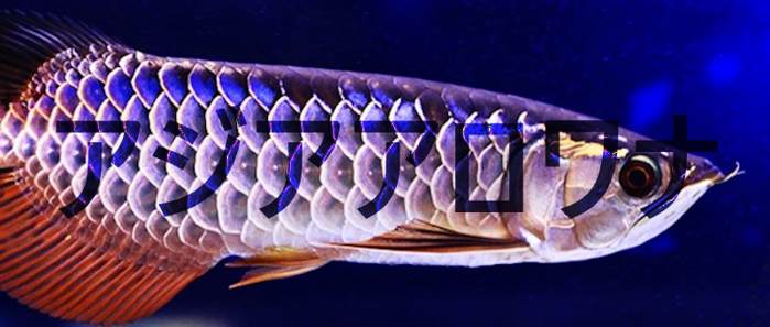 ArowanaOrientation - Lagoon company