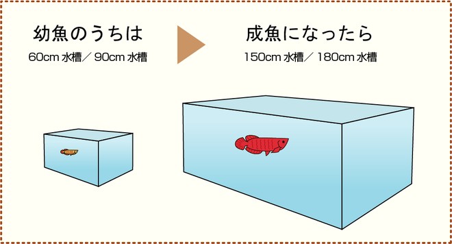 適正サイズの水槽