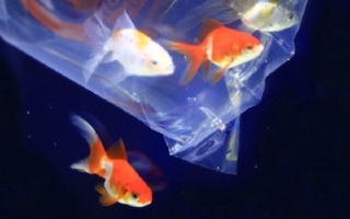 金魚の水温合わせ