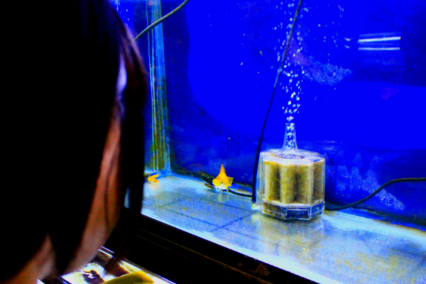 金魚