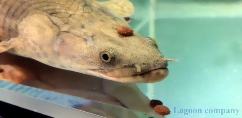 古代魚