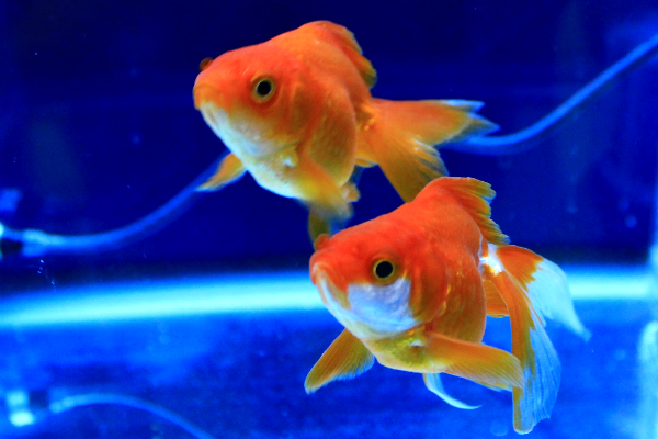 Lagoon Company／金魚・熱帯魚のアクリル水槽専門店(通販)