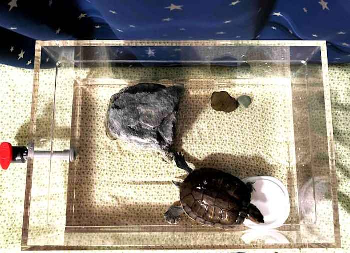 鹿児島県ミシシッピアカミミガメ