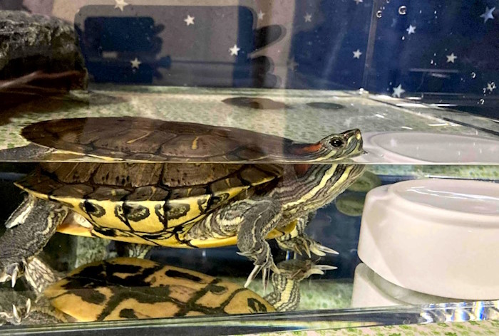 ミドリガメ