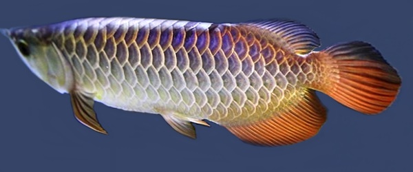 マレーシアゴールデン