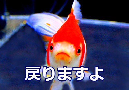 TOPへ戻る