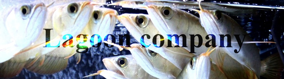 Lagooncompany