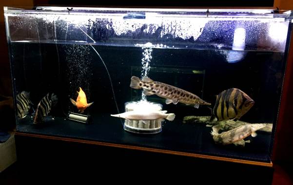 1200水槽、底背面ブラック 1200水槽、底背面ブラック