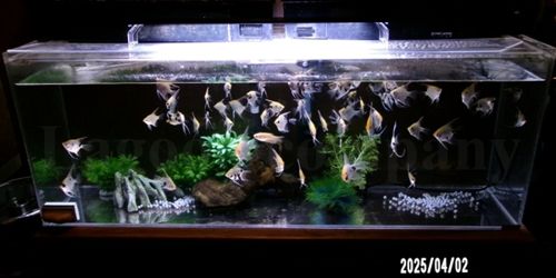 菜魚味や2014年設置水槽