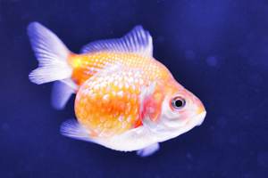 ピンポンパール ピンポンパール