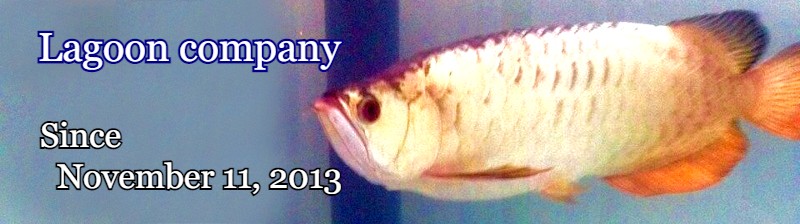 2013年11月11日～