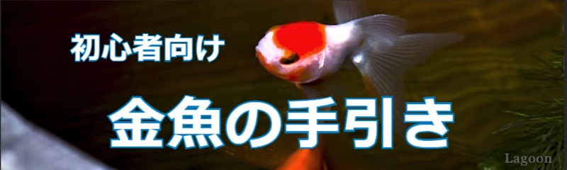 金魚すくいの手引き